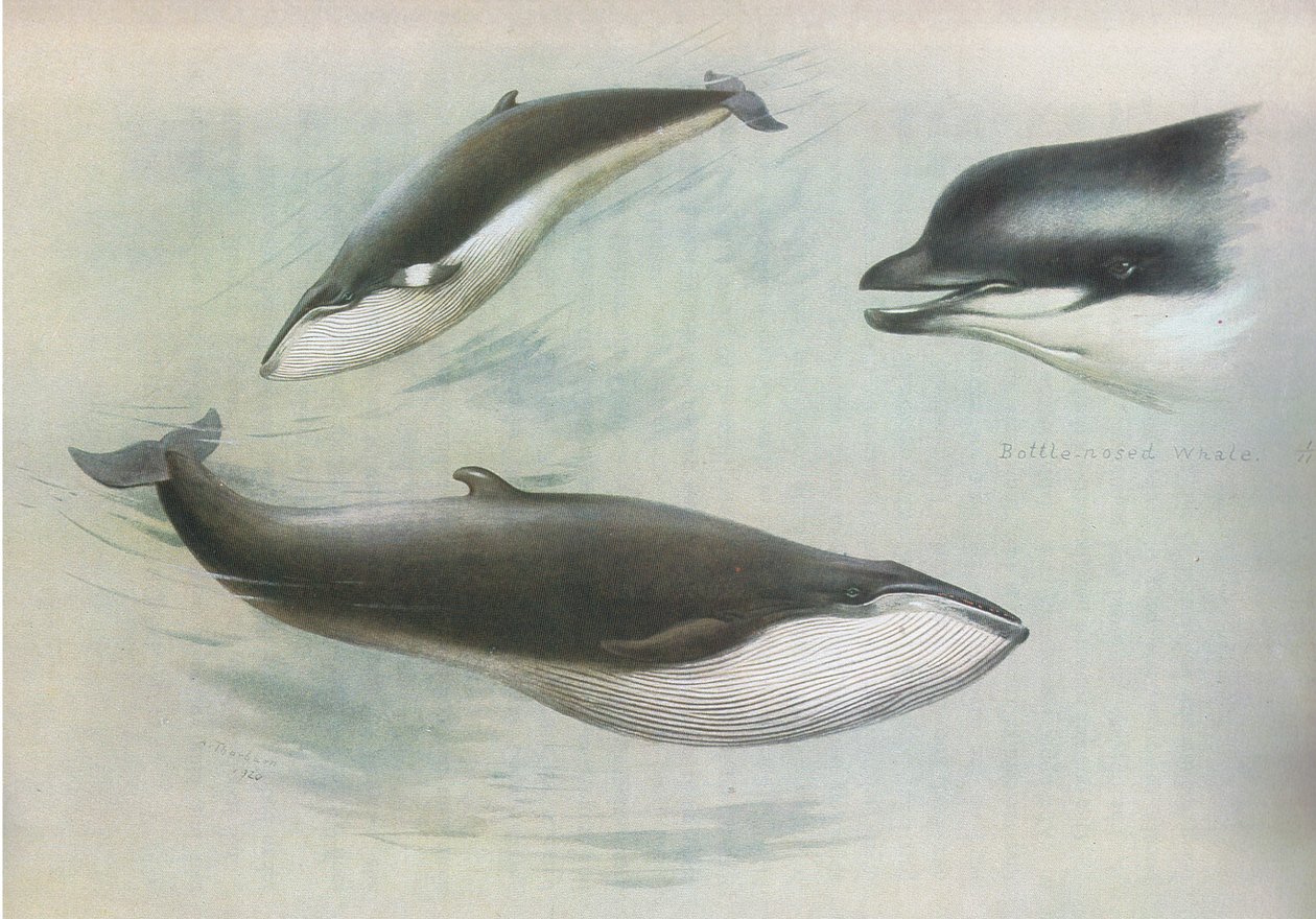 Longmans and Co tarafından yayınlanan Thorburns Mammals