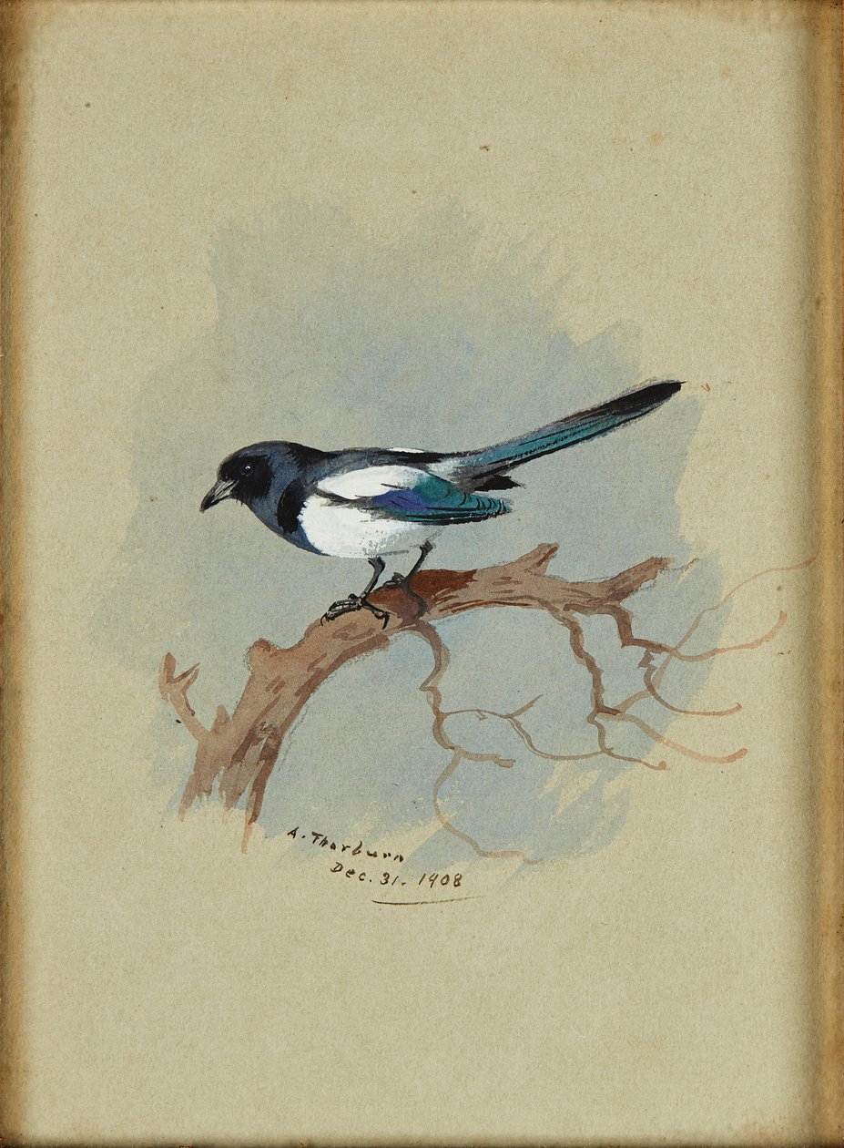 Daldaki Saksağan (mürekkep ve sulu boya) by Archibald Thorburn