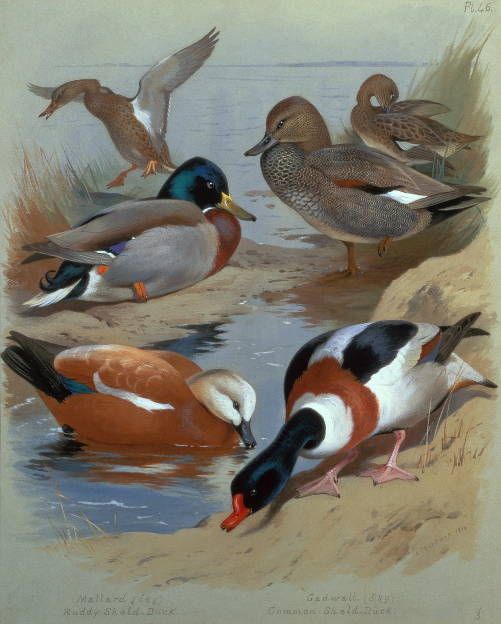 Yeşilbaş, Gadwell, Ruddy Shelduck (suluboya) by Archibald Thorburn