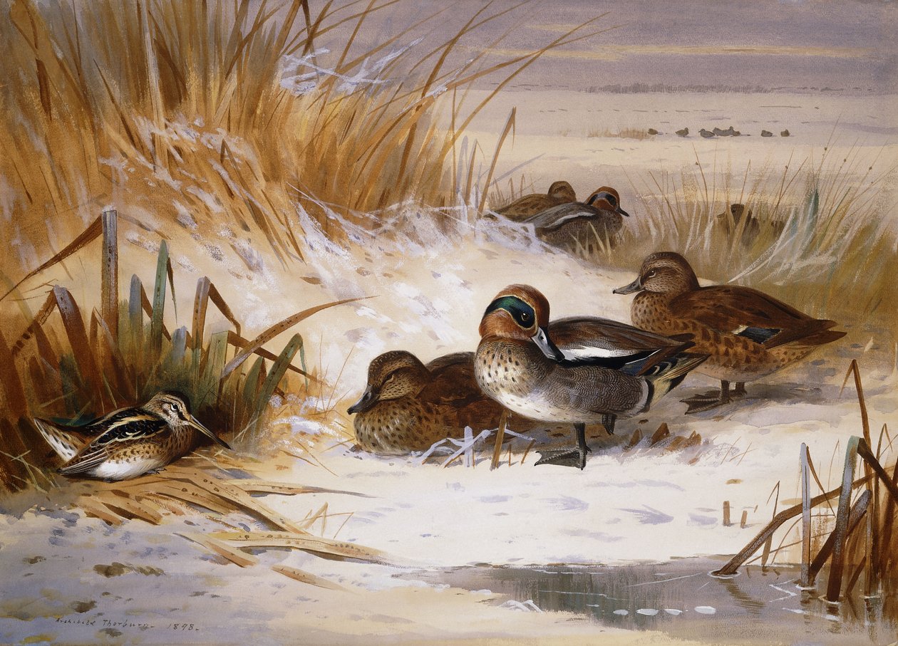 Kışın Havuzun Kenarında Yeşilbaş Widgeon ve Su Çulluğu by Archibald Thorburn