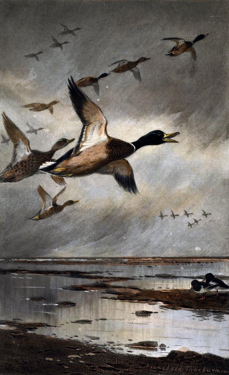 Yeşilbaşlar uçuşta by Archibald Thorburn