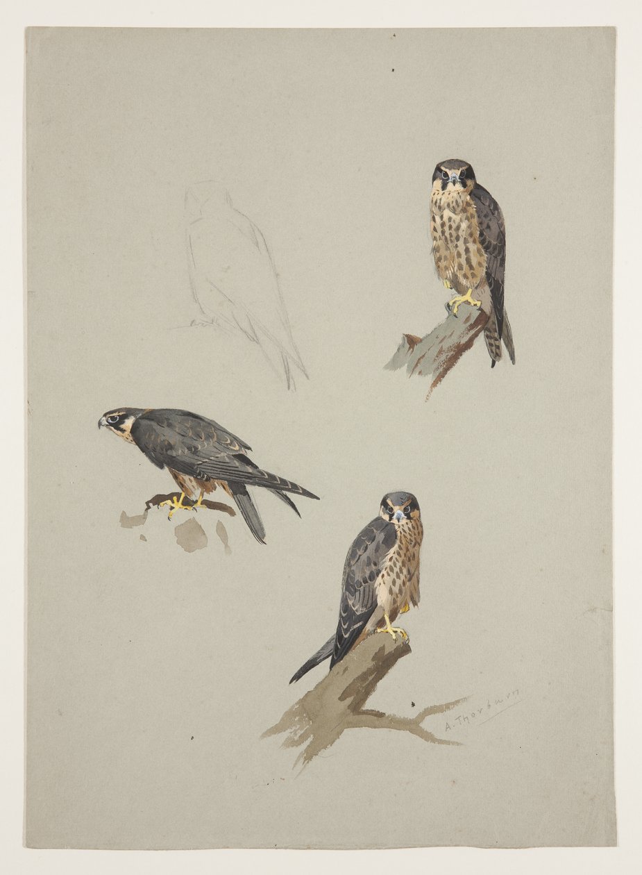 Merlin erkek, c.1915 (kağıt üzerine kurşun kalem üzerine suluboya ve gövde rengi) by Archibald Thorburn