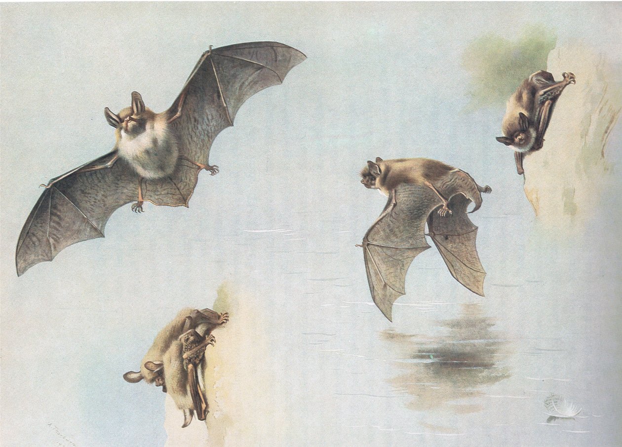 Longmans and Co tarafından yayınlanan Thorburns Memelilerden Natterers Bat ve Daubentons Bat, c. 1920 by Archibald Thorburn