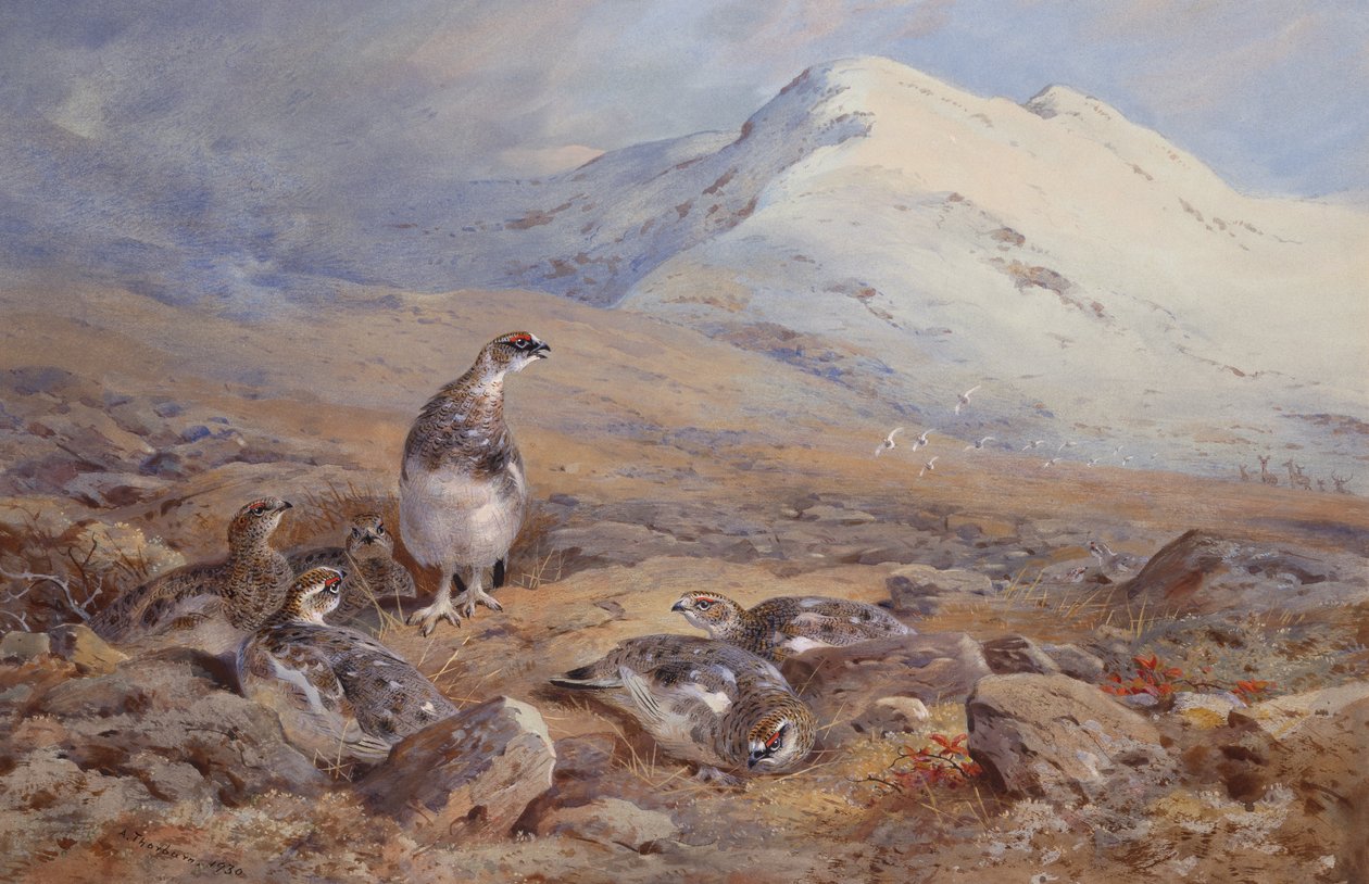 Ptarmigan Yerinde (suluboya) by Archibald Thorburn