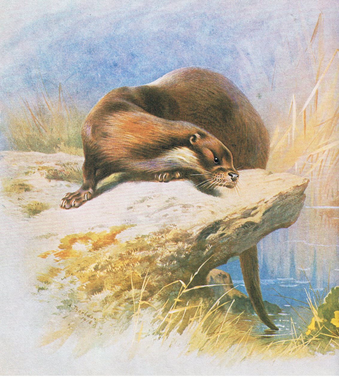 Su samuru, bar. Kitap Kulübü Associates tarafından, 1972 by Archibald Thorburn