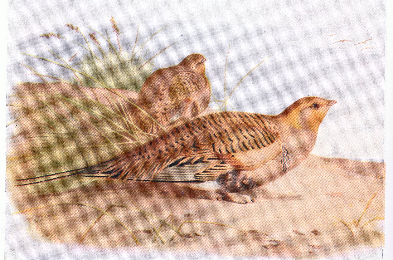 Pallass Sand Grouse, Birds of the British Isles ve Onların Yumurtalarından Frederick Warne & Co Ltd, 1958 by Archibald Thorburn