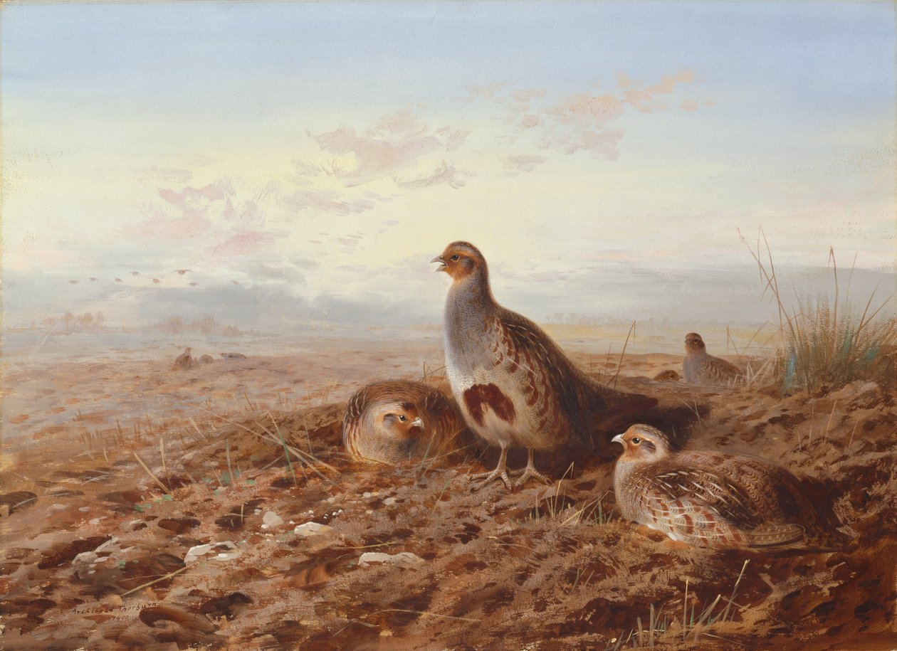 Anız Arasında Keklikler by Archibald Thorburn