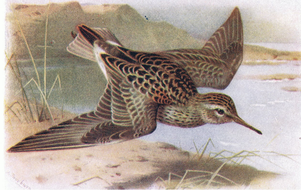 Pektoral Sandpiper, Frederick Warne & Co Ltd tarafından yayınlanan Britanya Adaları Kuşları ve Yumurtalarından, 1958 by Archibald Thorburn