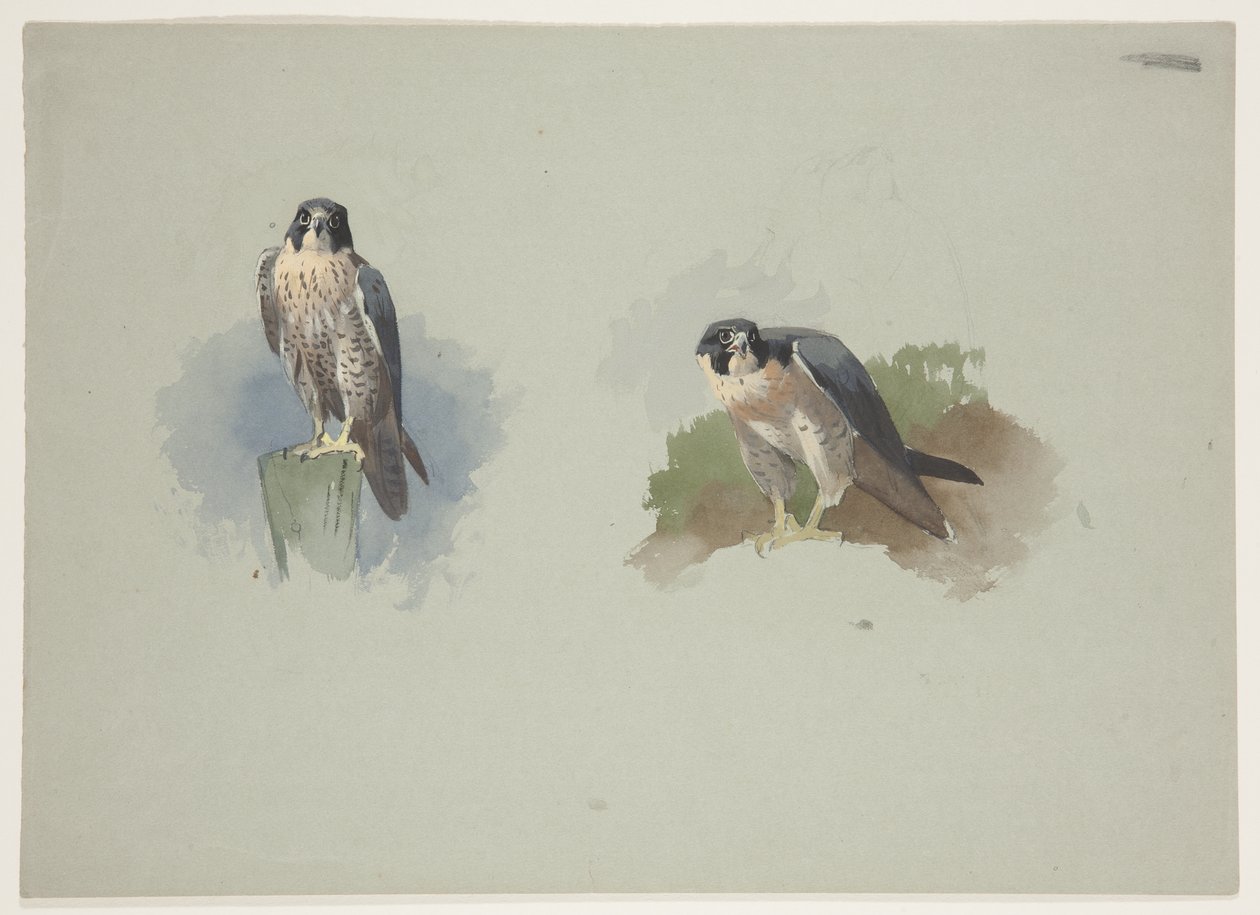 Peregrine falcon erkek, c.1915 (kağıt üzerine kurşun kalem üzerine suluboya ve gövde rengi) by Archibald Thorburn