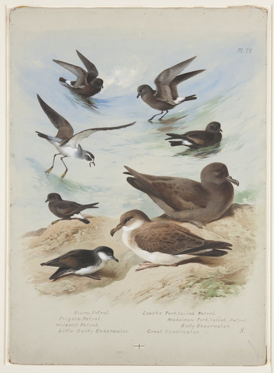 Petrels, c.1915 (kağıt üzerine kurşun kalem üzerine suluboya ve gövde rengi) by Archibald Thorburn