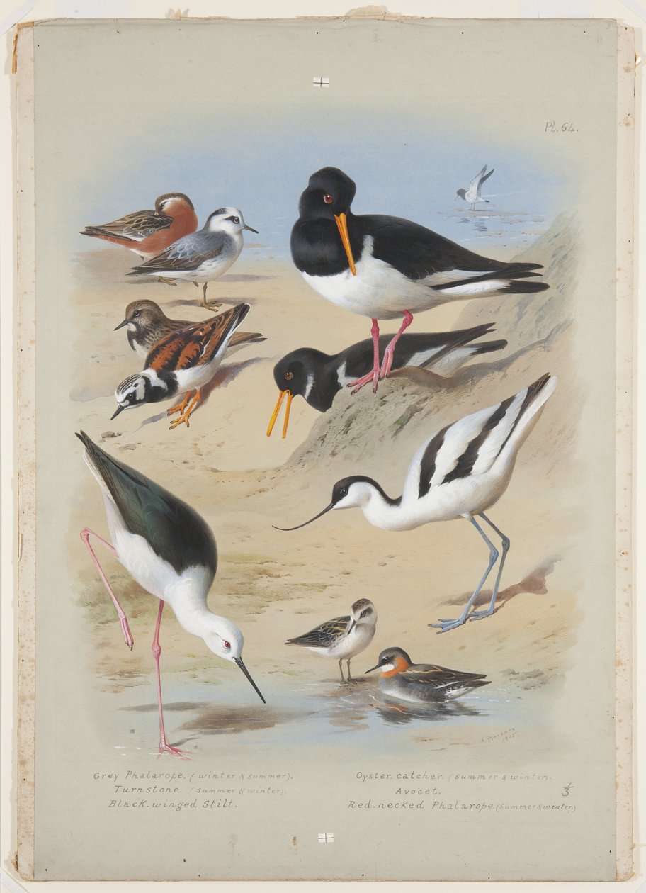 Phaleropes, istiridye avcısı, avocet, turnstone ve uzunbacak, 1915 dolayları (karakalem üzerine arap zamkı ile suluboya ve gövde boyası) by Archibald Thorburn