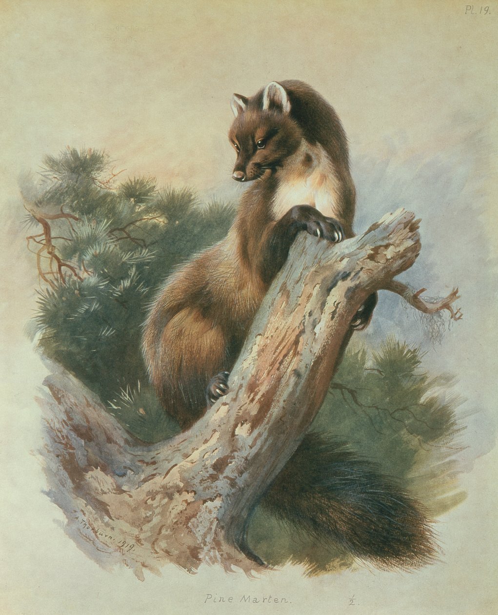 çam sansarı by Archibald Thorburn