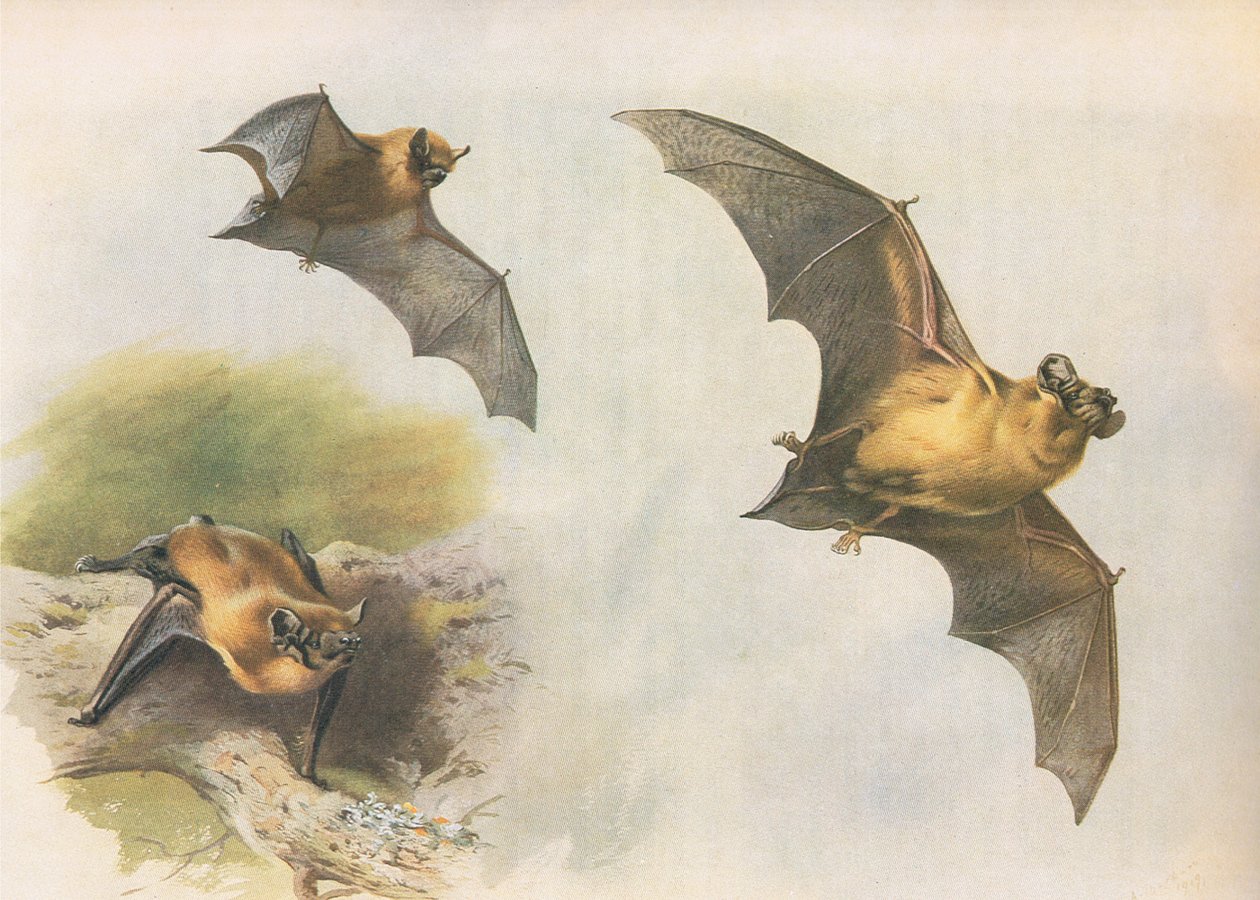 Longmans and Co tarafından yayınlanan Thorburns Memelilerden Pipistrelle veya Common Bat, c. 1920 by Archibald Thorburn
