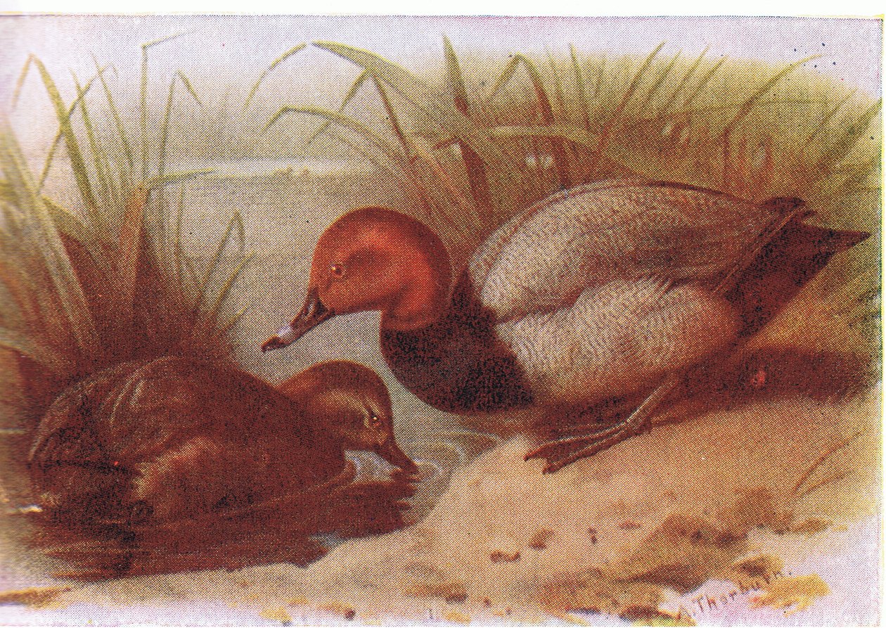patlamış mısır by Archibald Thorburn