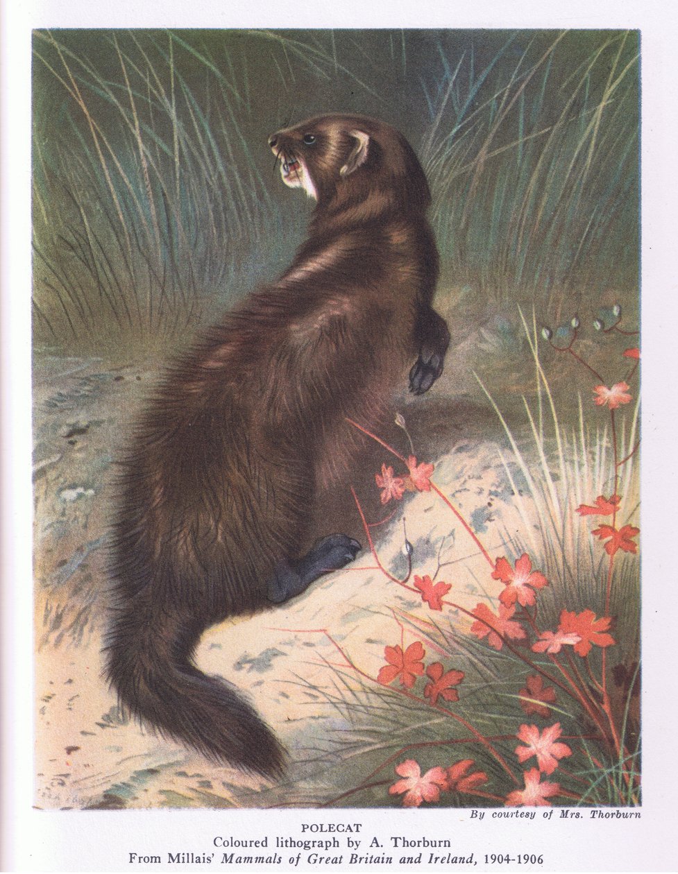 Polecat, İngiltere'de Doğa Collins tarafından yayınlandı by Archibald Thorburn