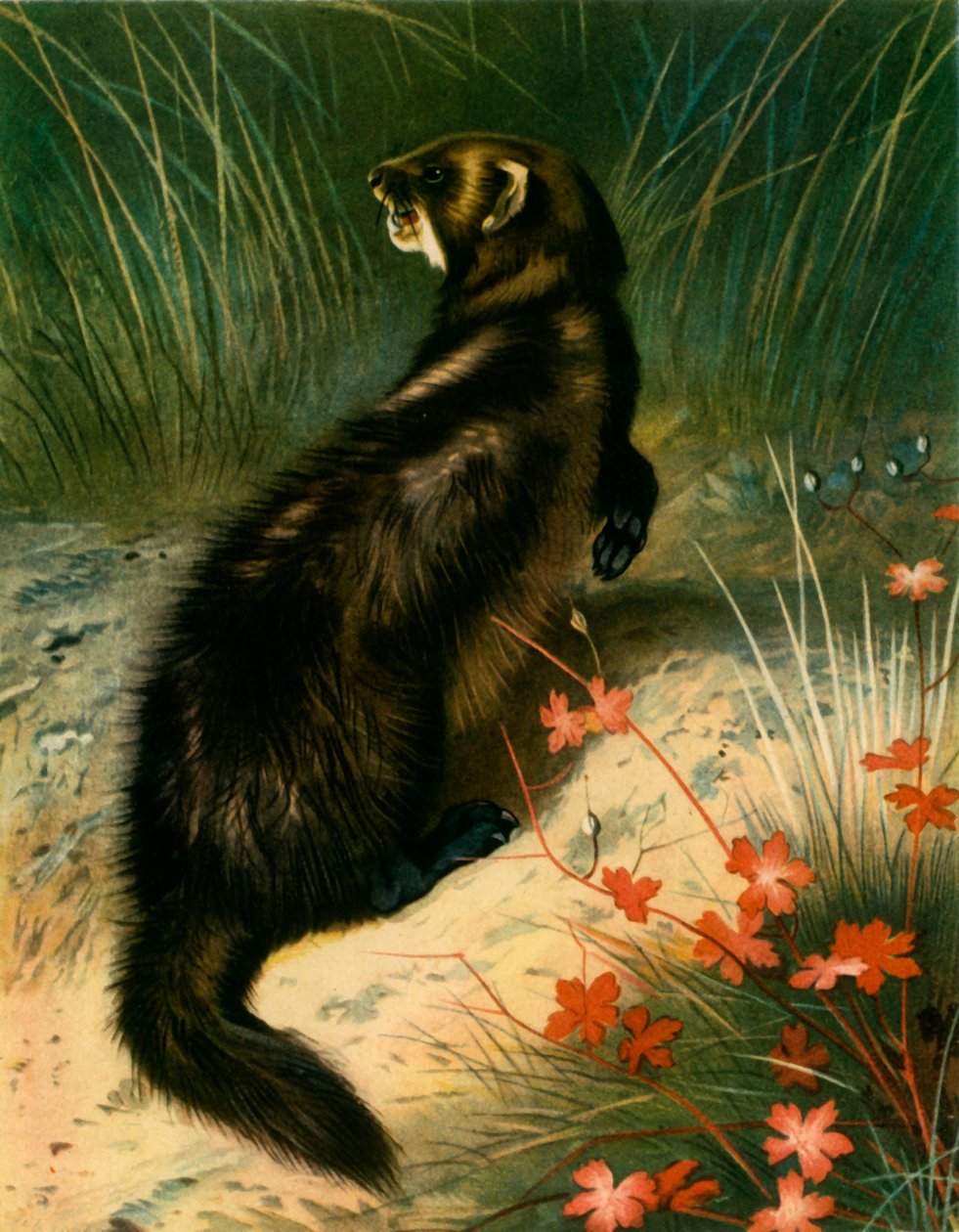 "Polecat", c1905, 1943. by Archibald Thorburn