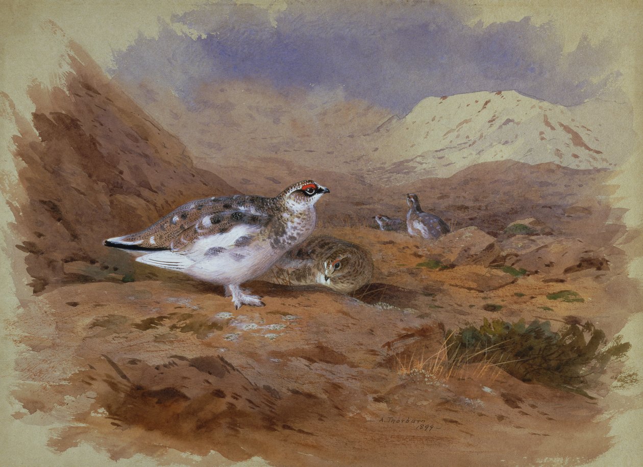 Bir Yayla Manzarasında Ptarmigan (suluboya) by Archibald Thorburn