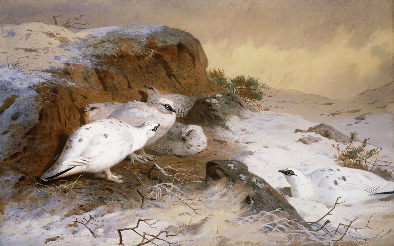 Karda Ptarmigan by Archibald Thorburn