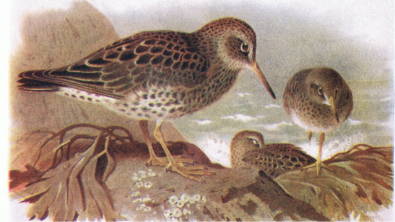 Frederick Warne & Co Ltd, 1958 tarafından yayınlanan Britanya Adaları Kuşları ve Yumurtalarından Mor Sandpiper by Archibald Thorburn