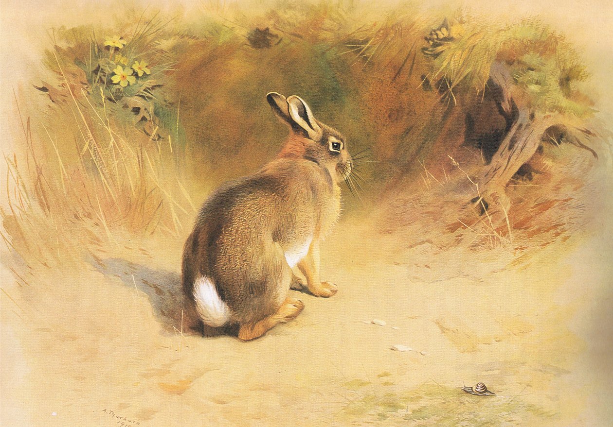 Tavşan, Longmans and Co, c tarafından yayınlanan Thorburns Memelilerden. 1920 by Archibald Thorburn