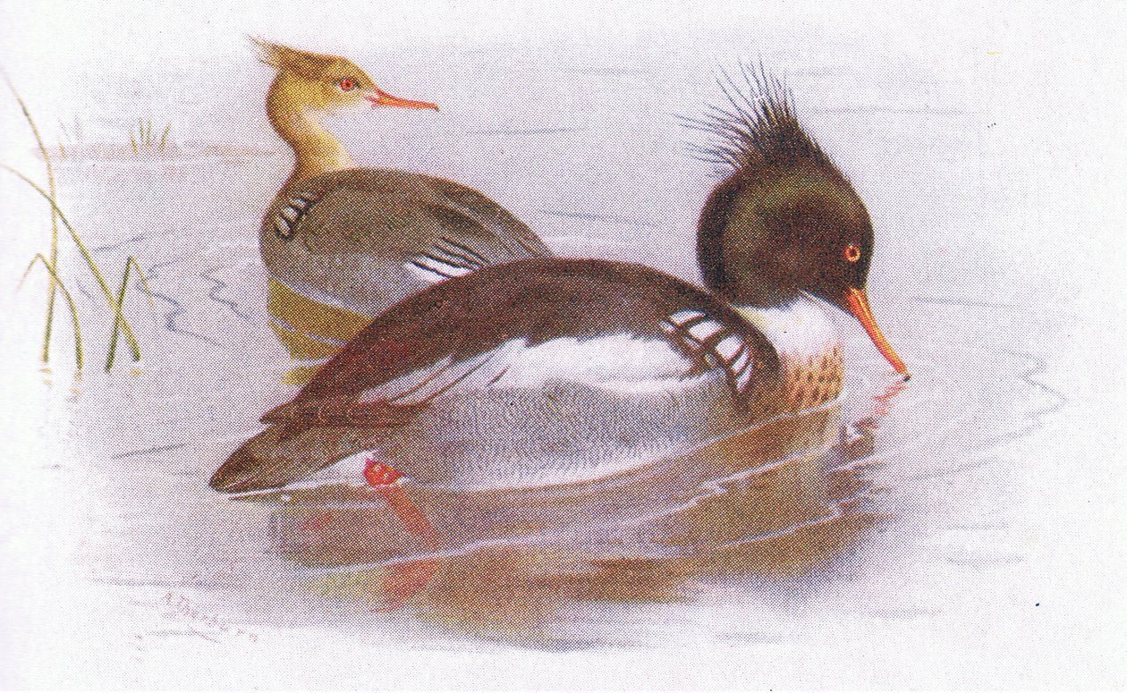 Kırmızı Göğüslü Merganser by Archibald Thorburn