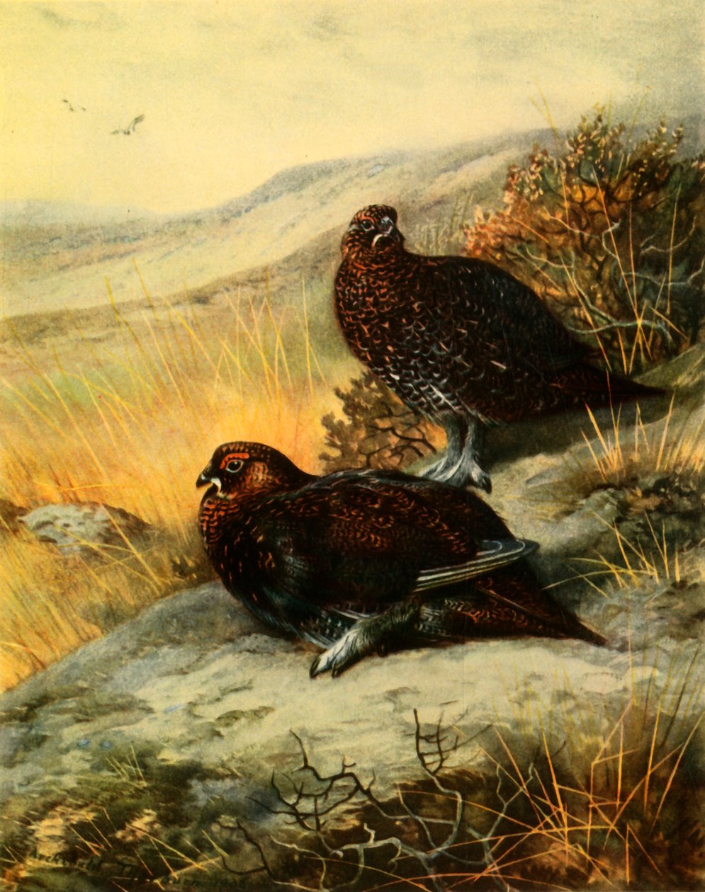 "Kızıl Orman Tavuğu", 1908, 1942. by Archibald Thorburn