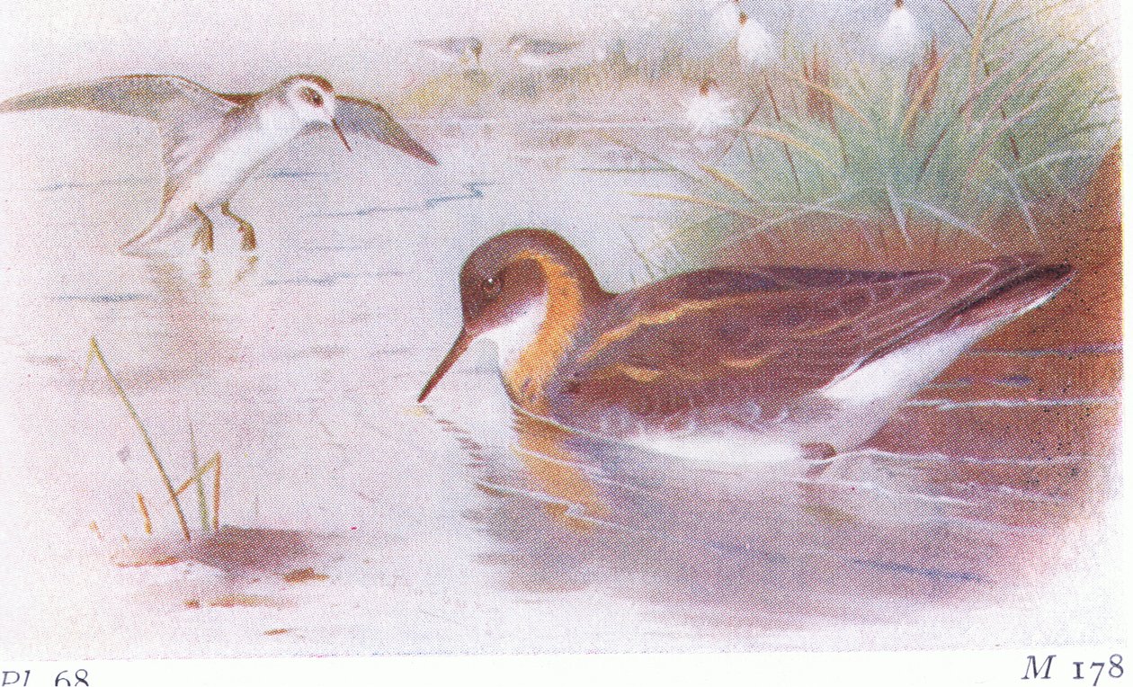 Kırmızı Boyunlu Phalarope (yaz ve sonbahar), Frederick Warne & Co Ltd, 1958 tarafından yayınlanan Britanya Adaları Kuşları ve Yumurtalarından by Archibald Thorburn