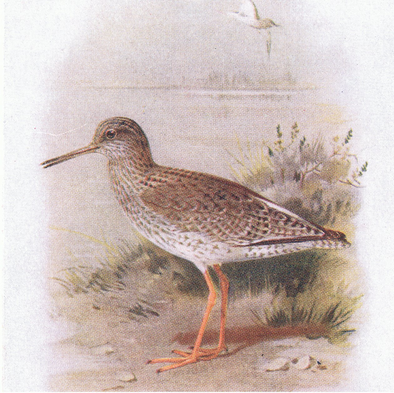 Redshank, Frederick Warne & Co Ltd tarafından yayınlanan Britanya Adaları Kuşları ve Yumurtaları