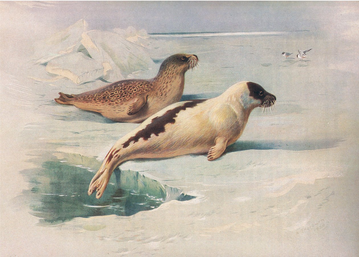 Longmans and Co tarafından yayınlanan Thorburns Memelilerden Ringed Seal ve Harp Seal, c. 1920 by Archibald Thorburn
