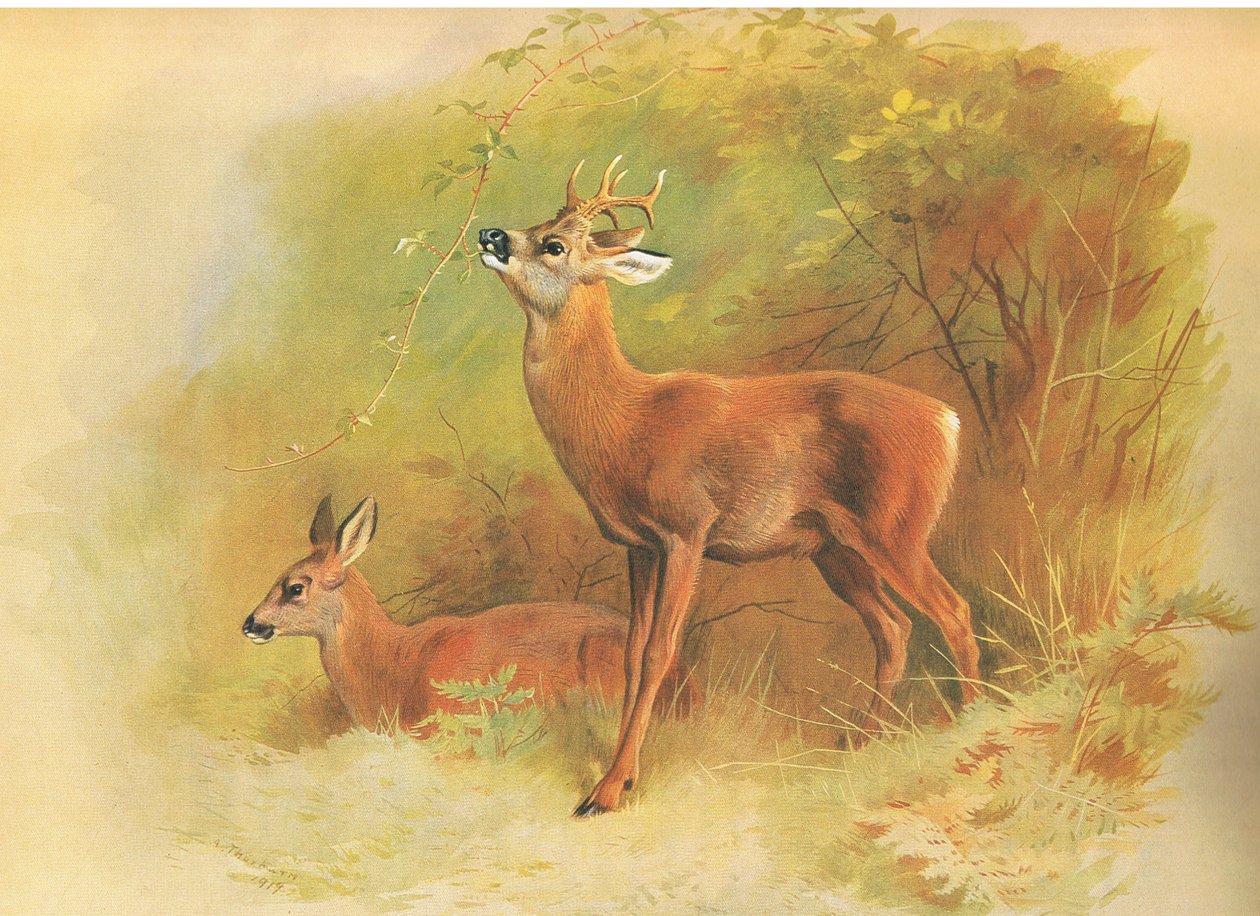 Karaca, Longmans and Co, c tarafından yayınlanan thorburns Memelilerden. 1920 by Archibald Thorburn