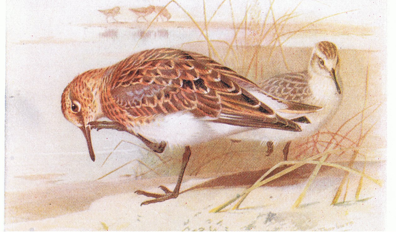 Sanderling, Frederick Warne & Co Ltd tarafından yayınlanan Britanya Adaları Kuşları ve Yumurtalarından, 1958 by Archibald Thorburn