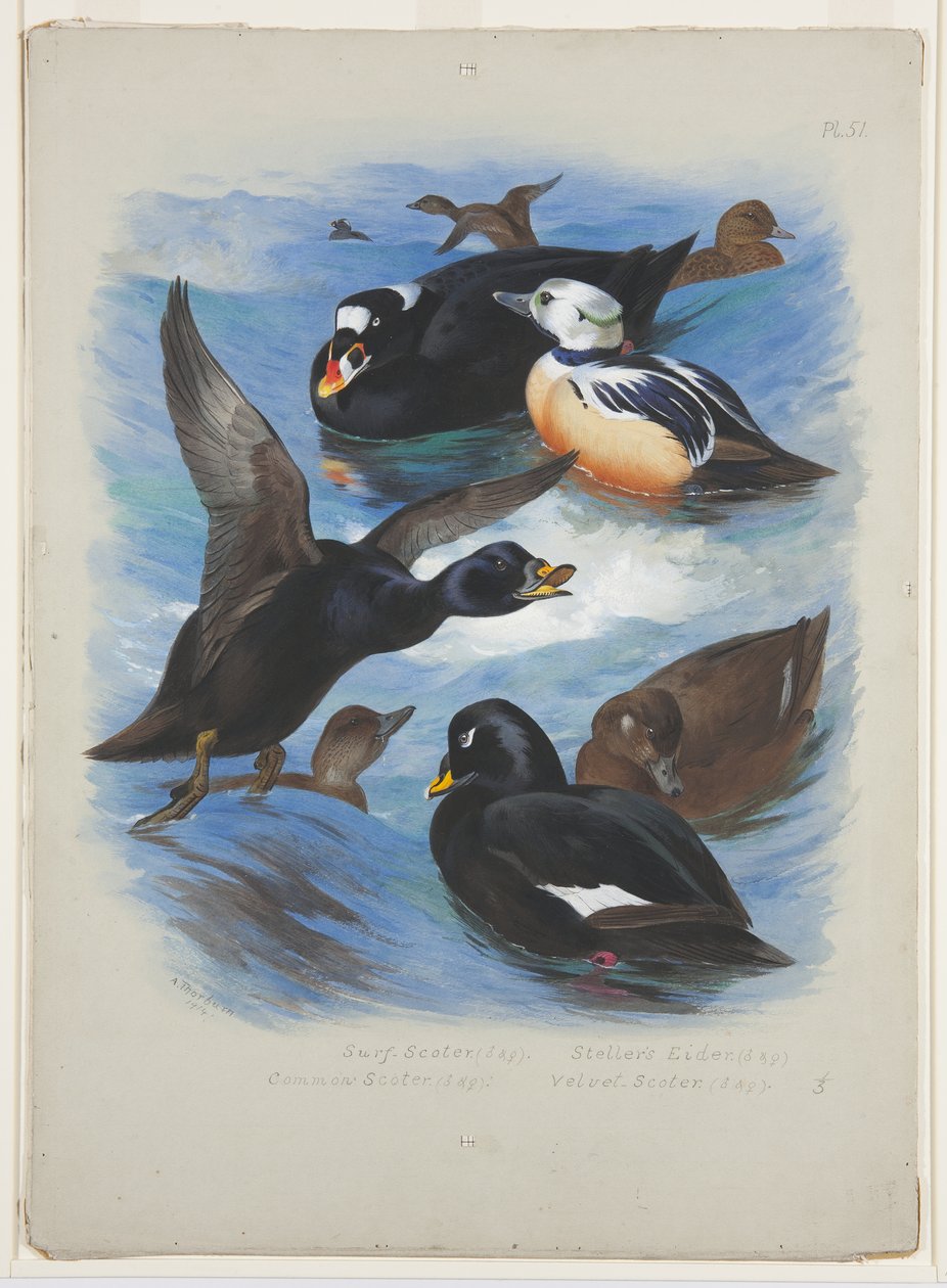 Scoters and stellers eider, c.1915 (kağıt üzerine kurşun kalem üzerine suluboya ve gövde rengi) by Archibald Thorburn