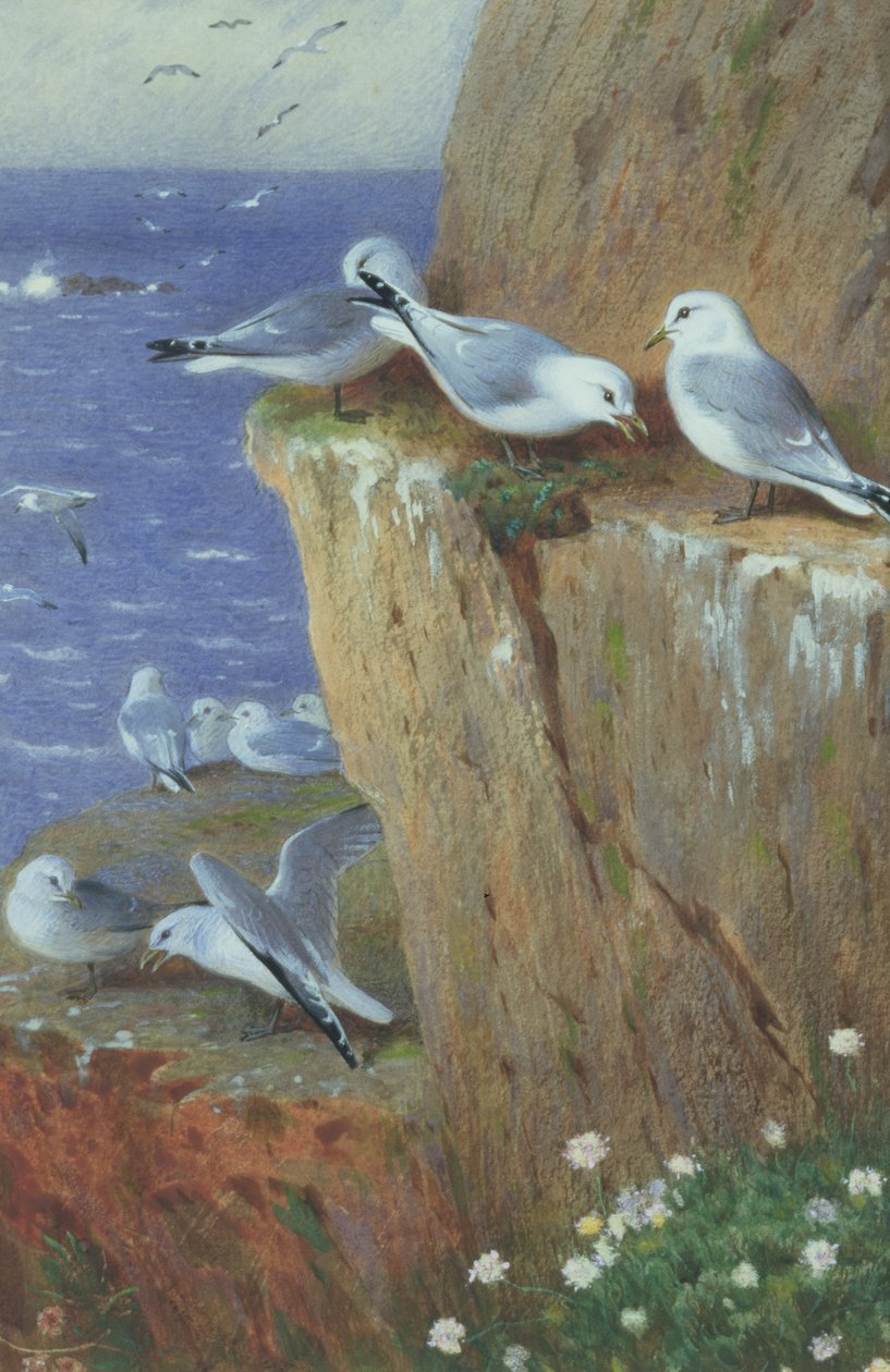 martılar by Archibald Thorburn