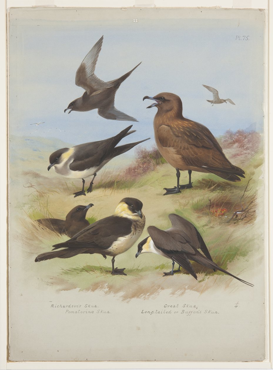 Skuas, c.1915 (kağıt üzerine kurşun kalem üzerine suluboya ve gövde rengi) by Archibald Thorburn