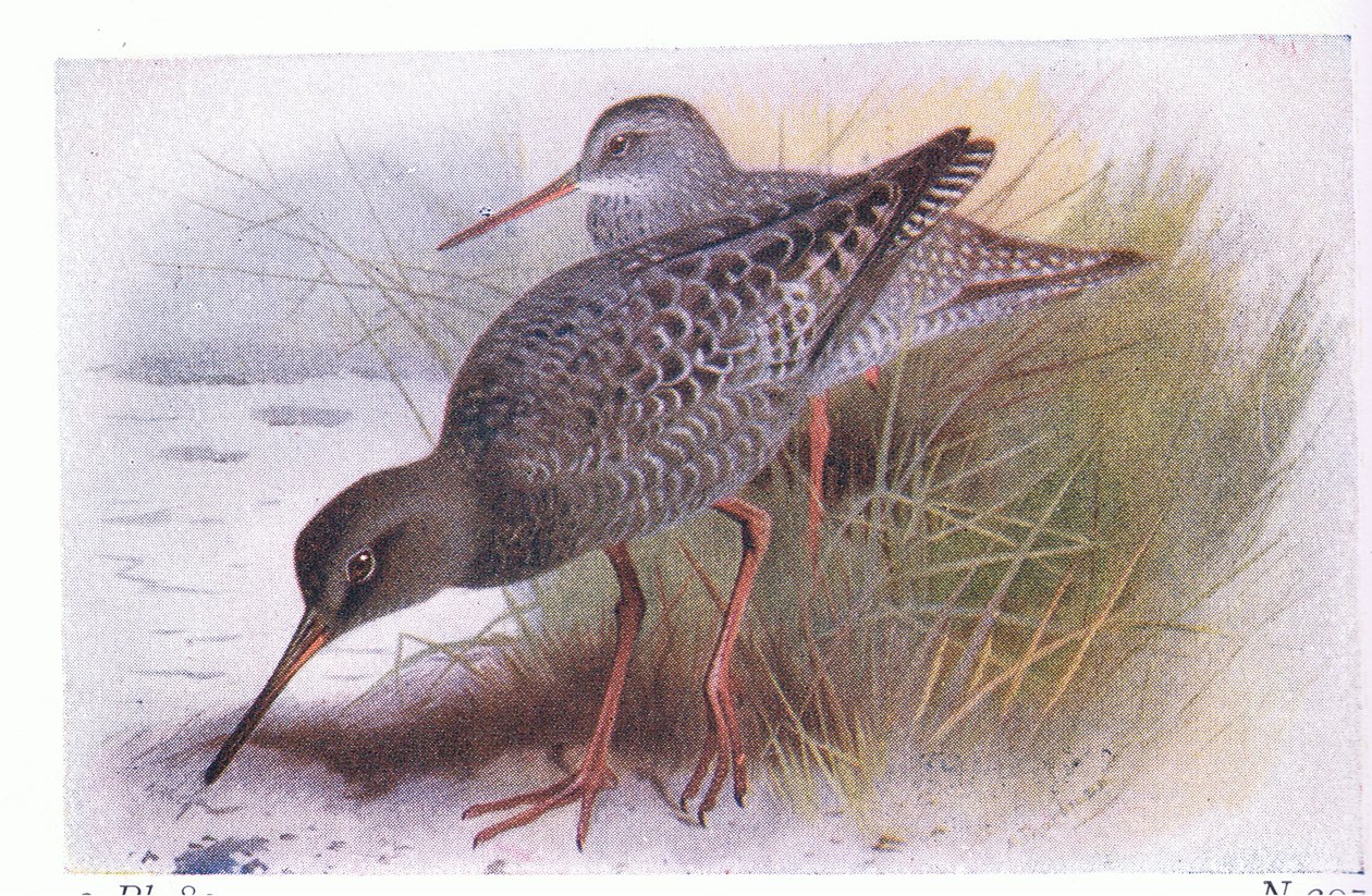 Frederick Warne & Co Ltd, 1958 tarafından yayınlanan Britanya Adaları Kuşları ve Yumurtalarından Benekli Redshank by Archibald Thorburn