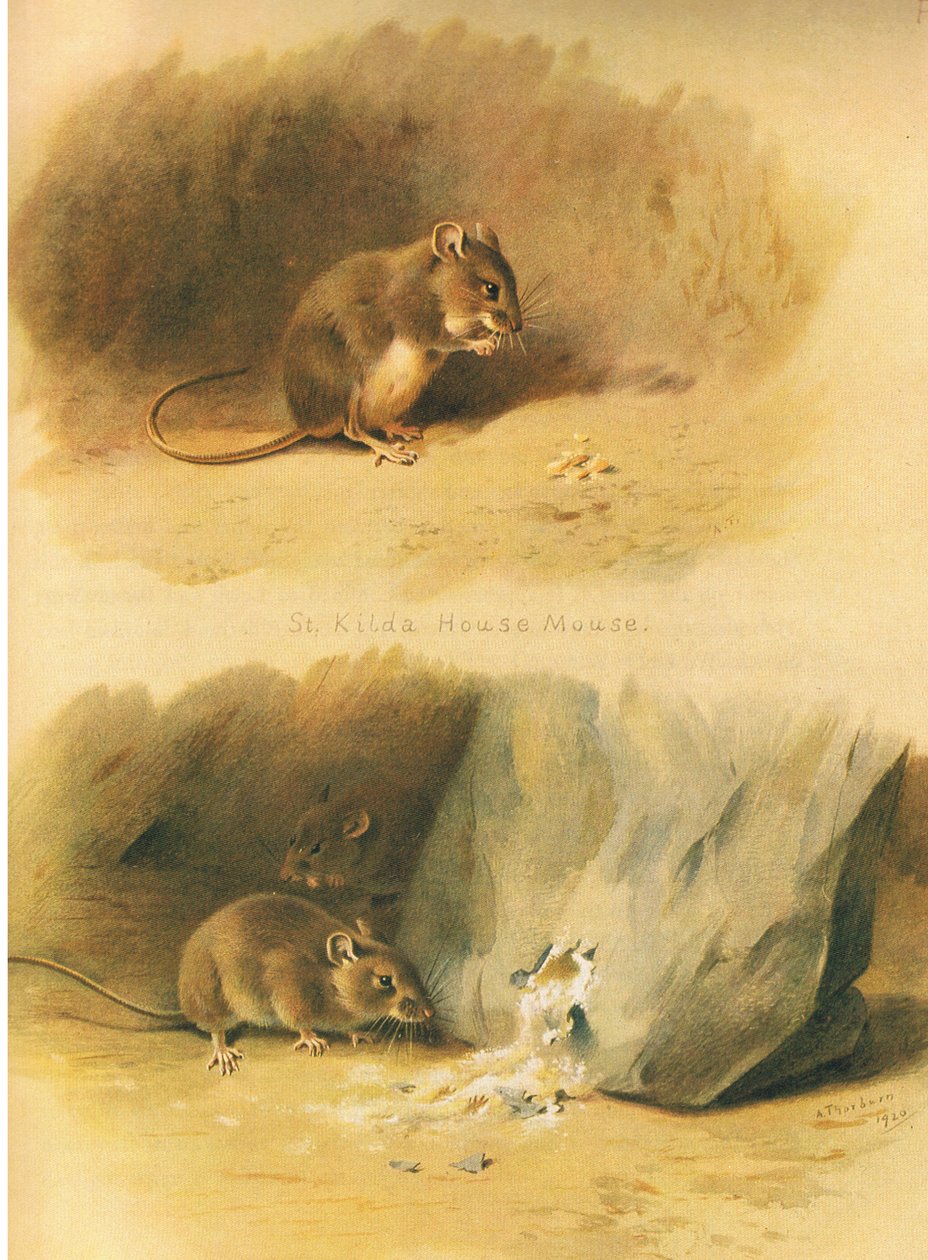 Longmans and Co tarafından yayınlanan Thorburns Memelilerden St Kilda Ev Faresi ve Ortak Fare, c. 1920 by Archibald Thorburn