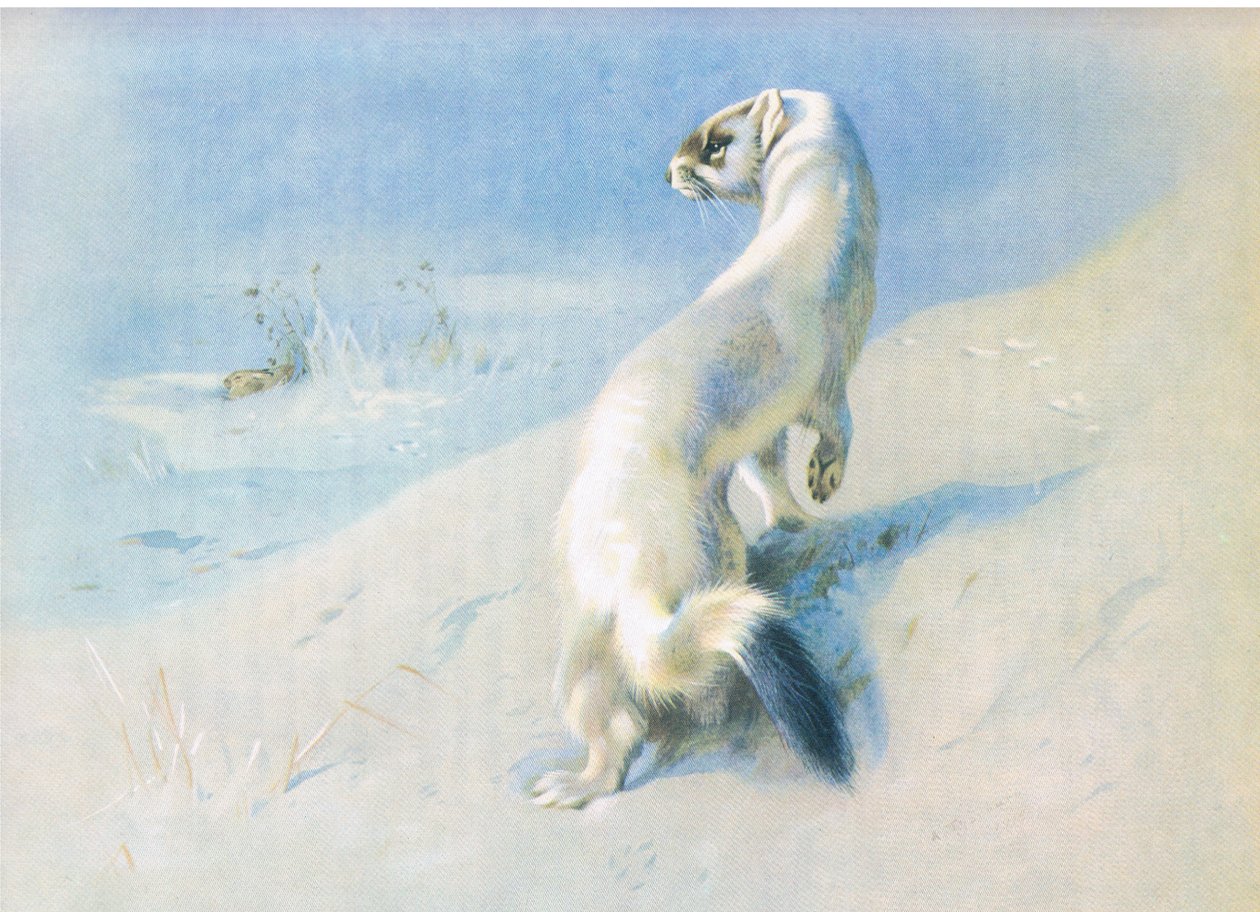 kakma by Archibald Thorburn