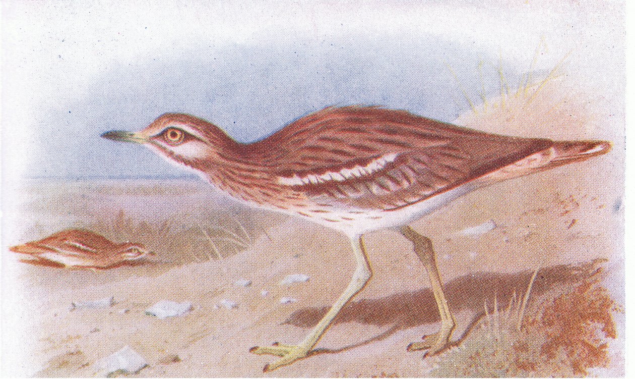 Frederick Warne & Co Ltd, 1958 tarafından yayınlanan Britanya Adaları Kuşları ve Yumurtalarından Stone Curlew by Archibald Thorburn