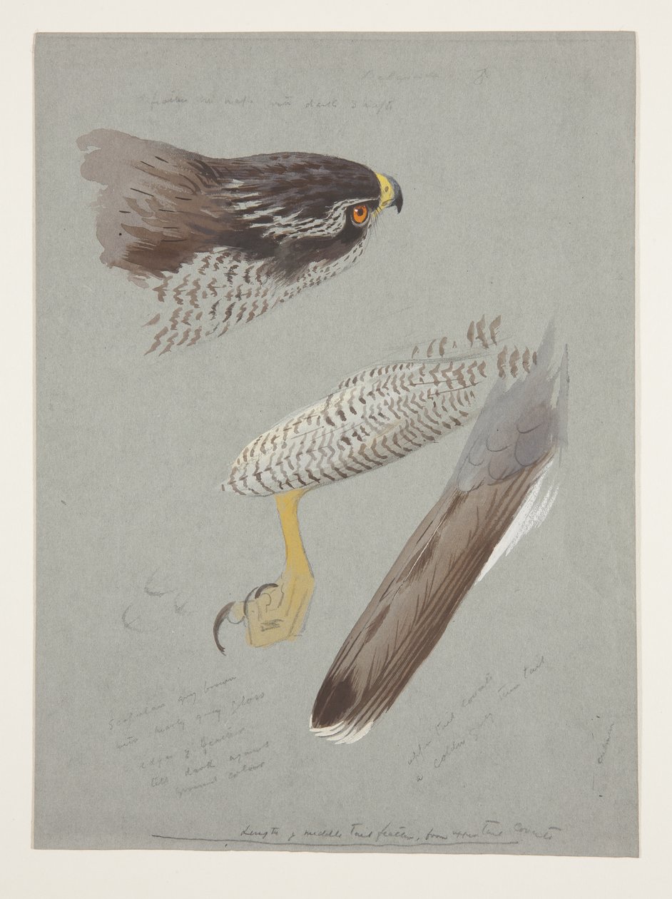 Erkek çakır kuşu kafa, ayak ve kanat çalışmaları, c.1915 (kağıt üzerine kurşun kalem üzerine suluboya ve gövde rengi) by Archibald Thorburn