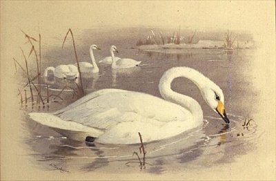 Sudaki Kuğular by Archibald Thorburn