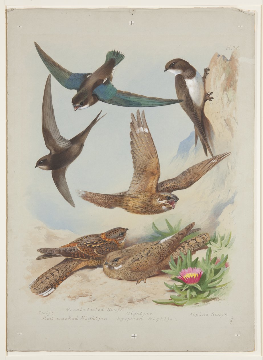 Swift, c.1915 (kağıt üzerine kurşun kalem üzerine suluboya ve gövde rengi) by Archibald Thorburn