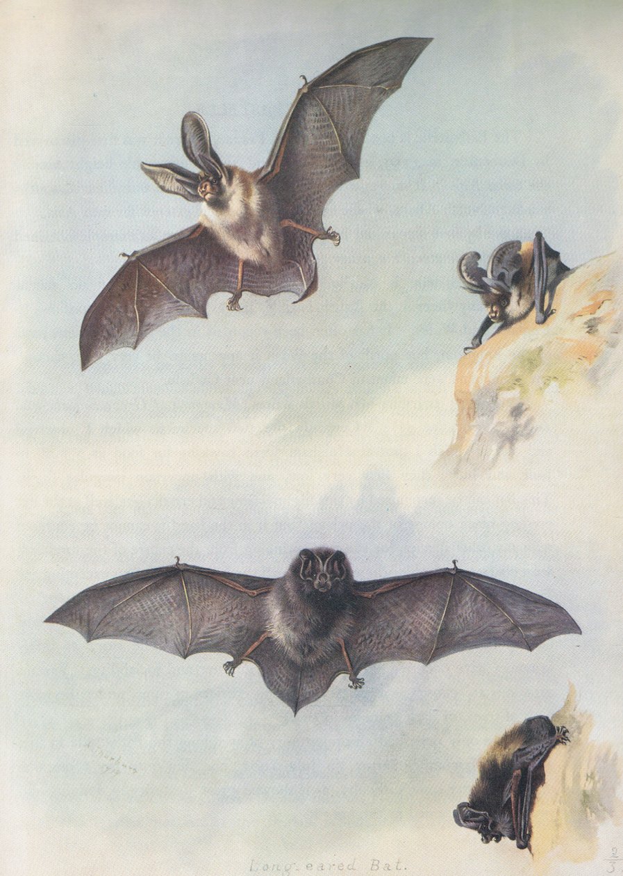 Barbastelle by Archibald Thorburn