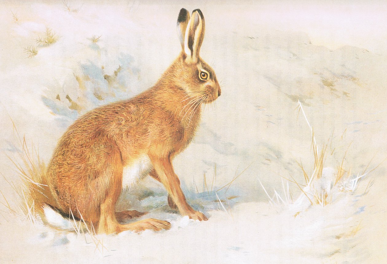The Common Hare, Longmans and Co tarafından yayınlanan Thorburns Mammals