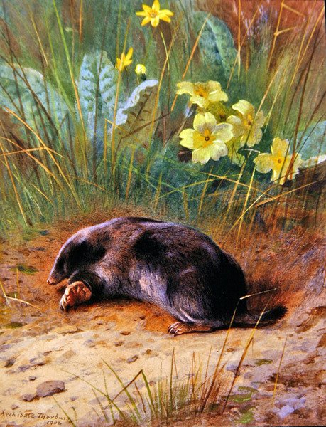 Ortak Ben by Archibald Thorburn