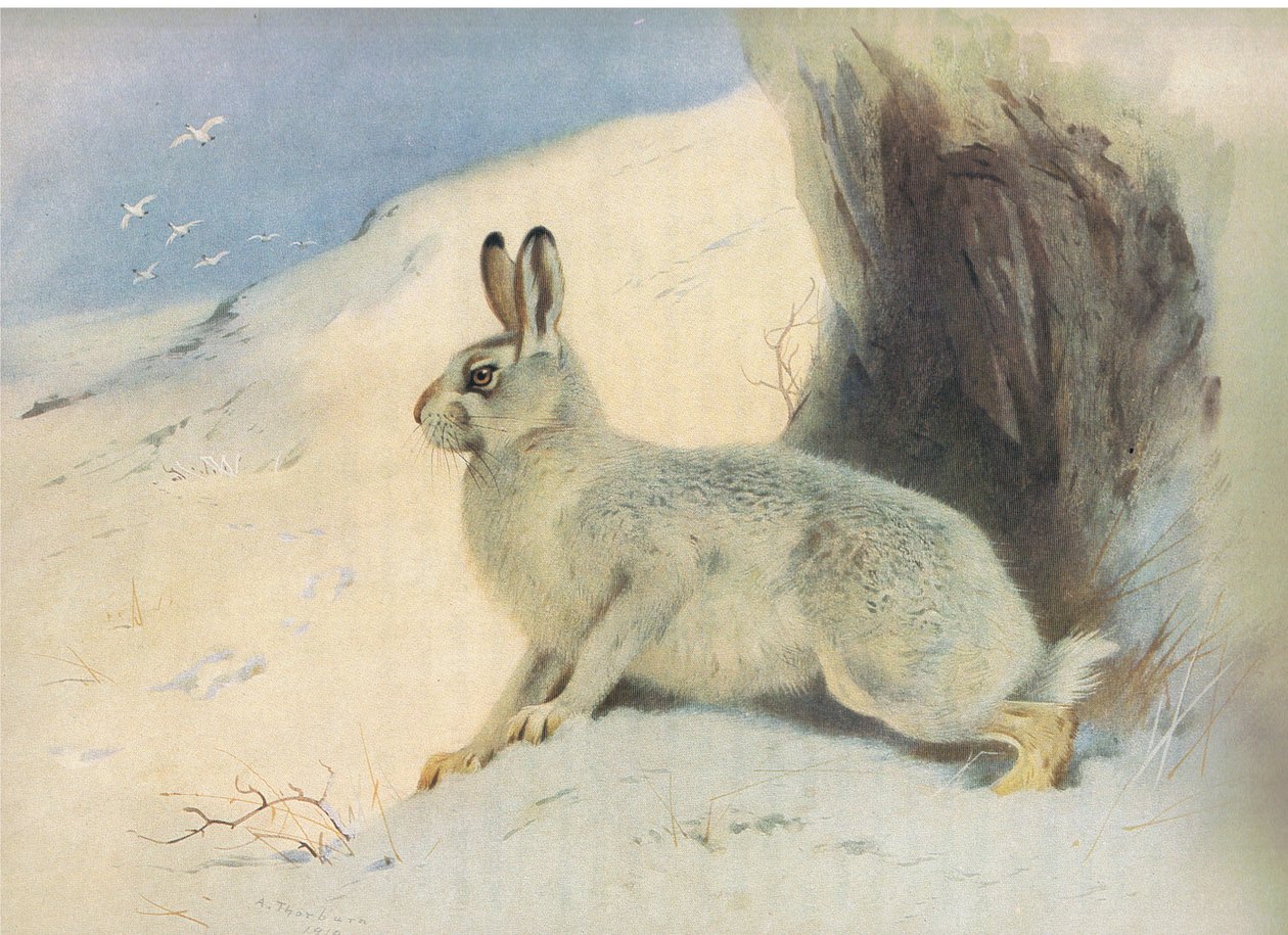 Kışın Dağ Tavşanı, Longmans and Co, c tarafından yayınlanan Thorburns Mammals