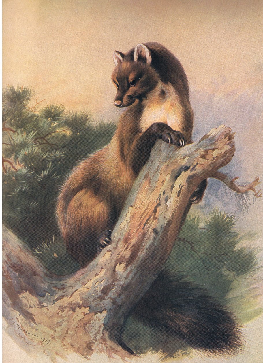 Longmans and Co, c tarafından yayınlanan Thorburns Memelilerden Çam Sansarı. 1920 by Archibald Thorburn