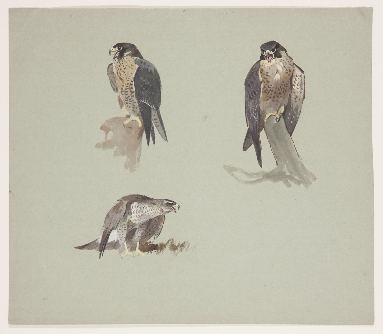 Üç renkli erkek peregrine çizimi, c.1915 (kağıt üzerine kurşun kalem üzerine suluboya ve gövde rengi) by Archibald Thorburn