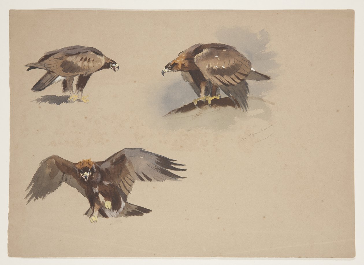Altın kartalın üç küçük çizimi, 1915 dolayları (kağıt üzerine kurşun kalem üzerine suluboya ve gövde rengi) by Archibald Thorburn