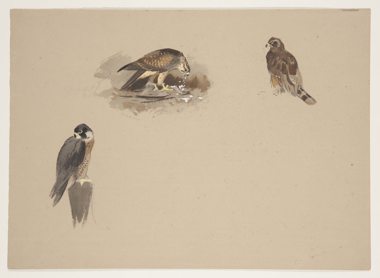 Üç küçük peregrine şahin ve diğer 2 yırtıcı kuş vinyet, c.1915 (kağıt üzerine kurşun kalem üzerine suluboya ve gövde rengi) by Archibald Thorburn