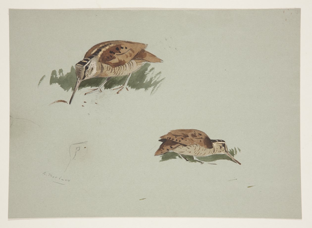 İki çulluk vinyet, c.1915 (kağıt üzerine kurşun kalem üzerine suluboya ve gövde rengi) by Archibald Thorburn